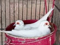 Red pied dove breader pair, diamond pied