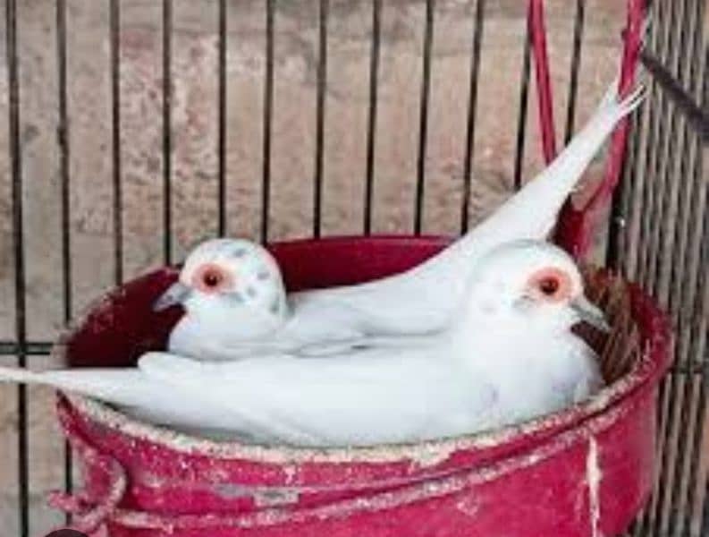 Red pied dove breader pair 0