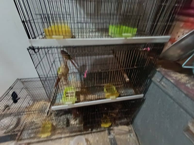 birds cage 0