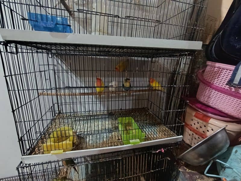 birds cage 2