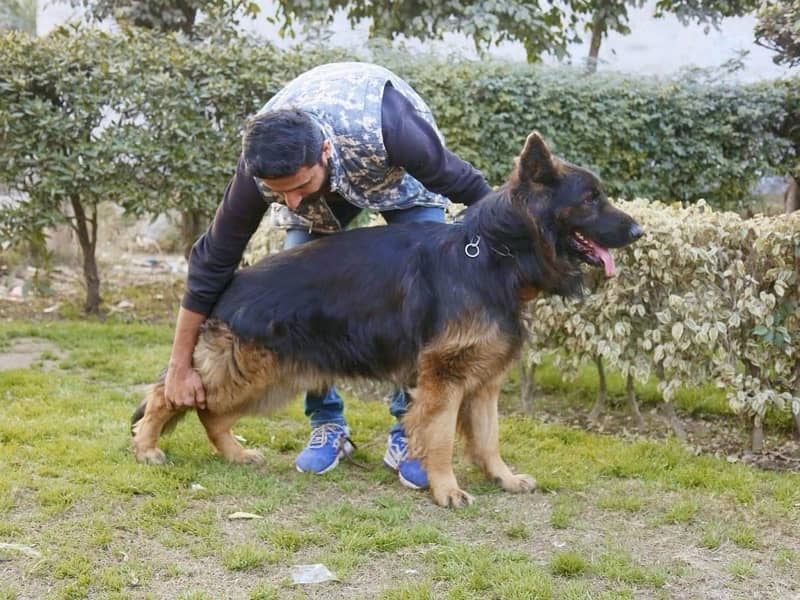 German shepherd male stod service 3