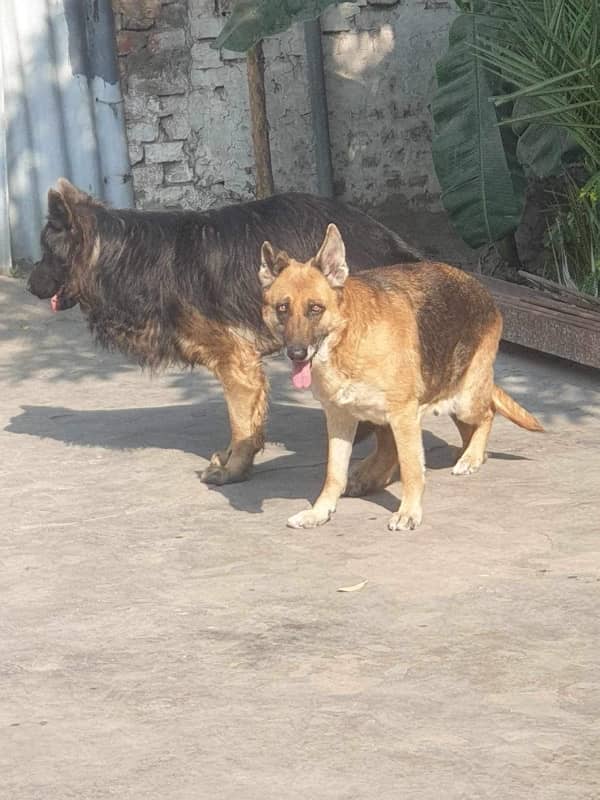 German shepherd male stod service 4