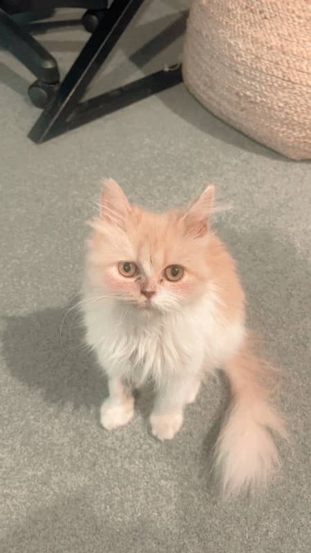 Persian x Punchface cross kitten for sale 3