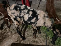 5 female goats 3 confirm gabban