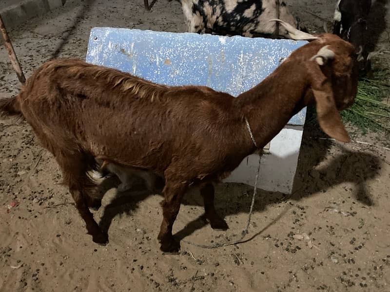 5 female goats 3 confirm gabban 2