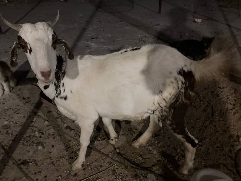 5 female goats 3 confirm gabban 3