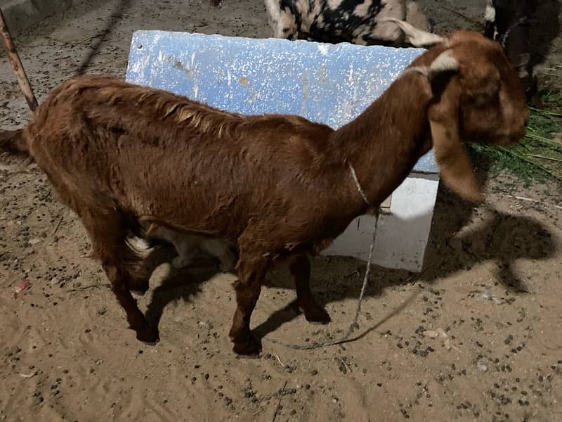 5 female goats 3 confirm gabban 4