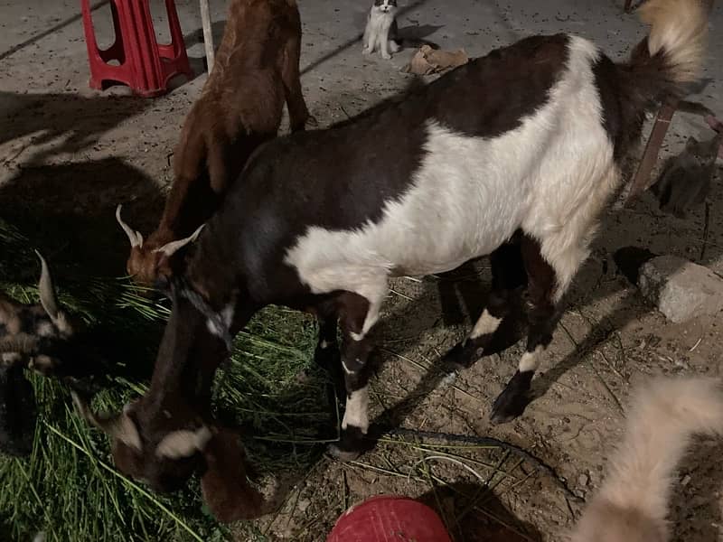 5 female goats 3 confirm gabban 6