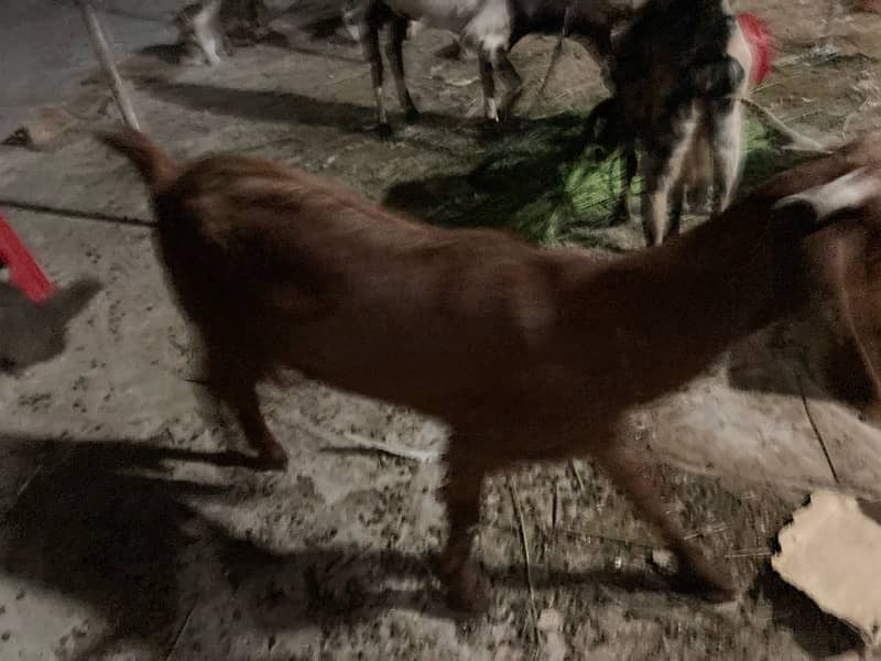 5 female goats 3 confirm gabban 8