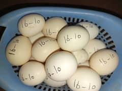 Ayam cemani eggs in Multan