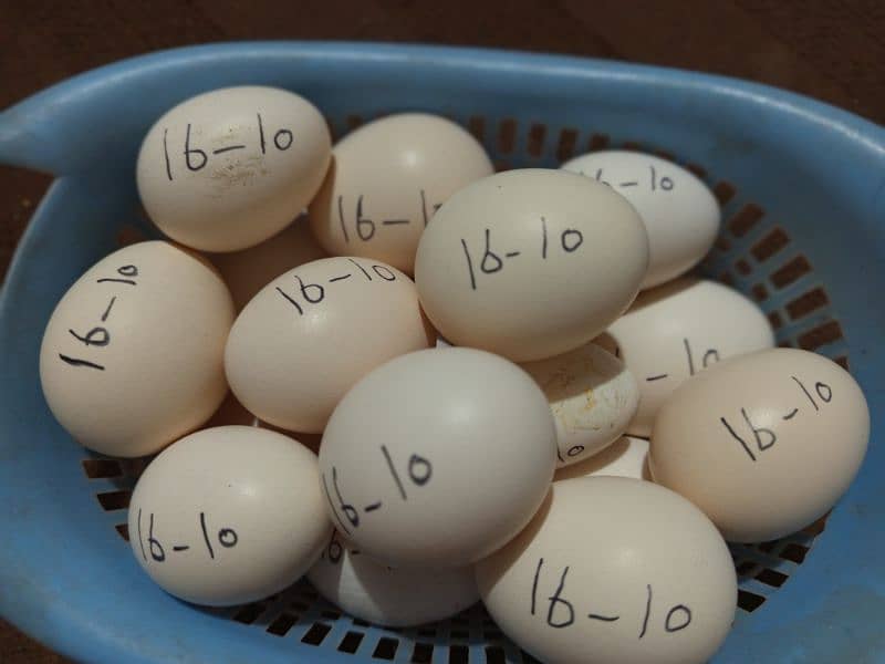 Ayam cemani eggs in Multan 1