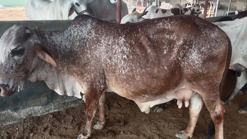 cow for sell 2