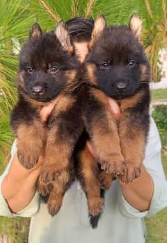 German Shepherd quality puppies available