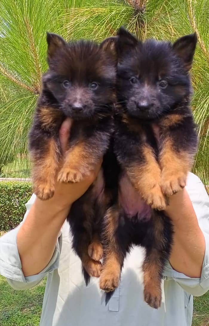 German Shepherd quality puppies available 4