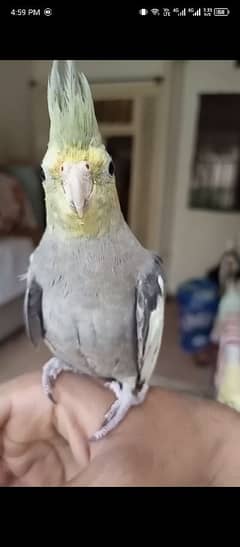 cocktail parrat