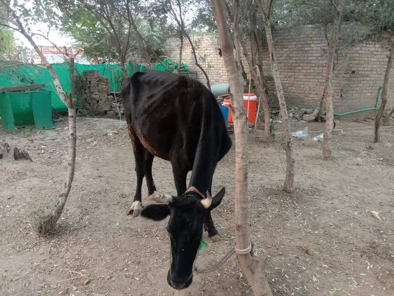 Cholistani and Jersy Cross Cows 0