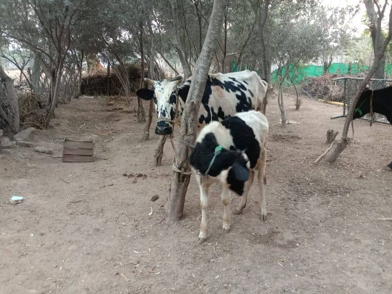 Cholistani and Jersy Cross Cows 1