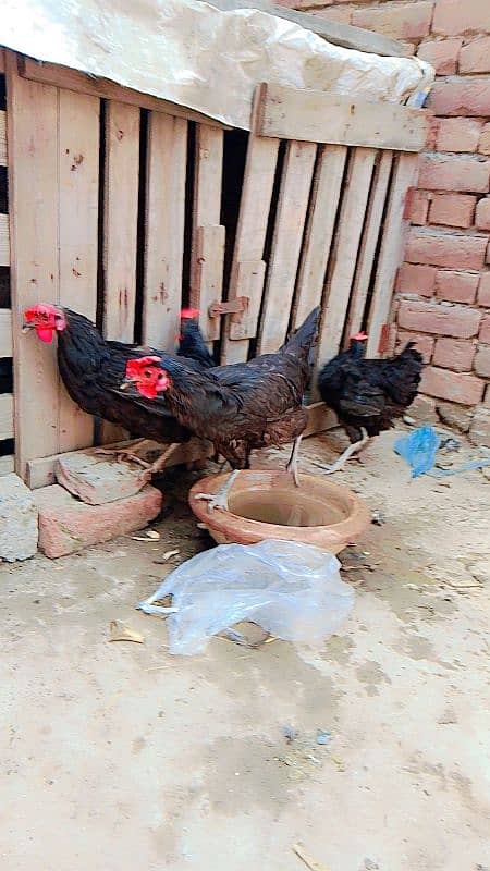 4 Australorp 1 Desi 1