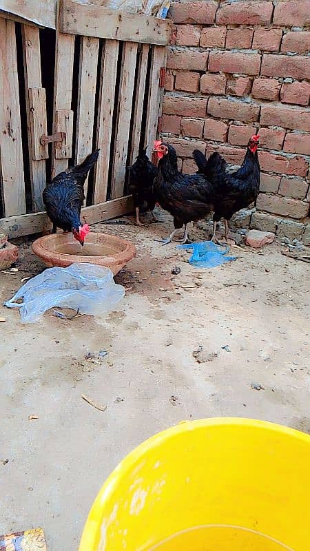 4 Australorp 1 Desi 2