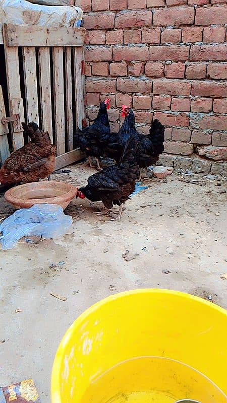 4 Australorp 1 Desi 3