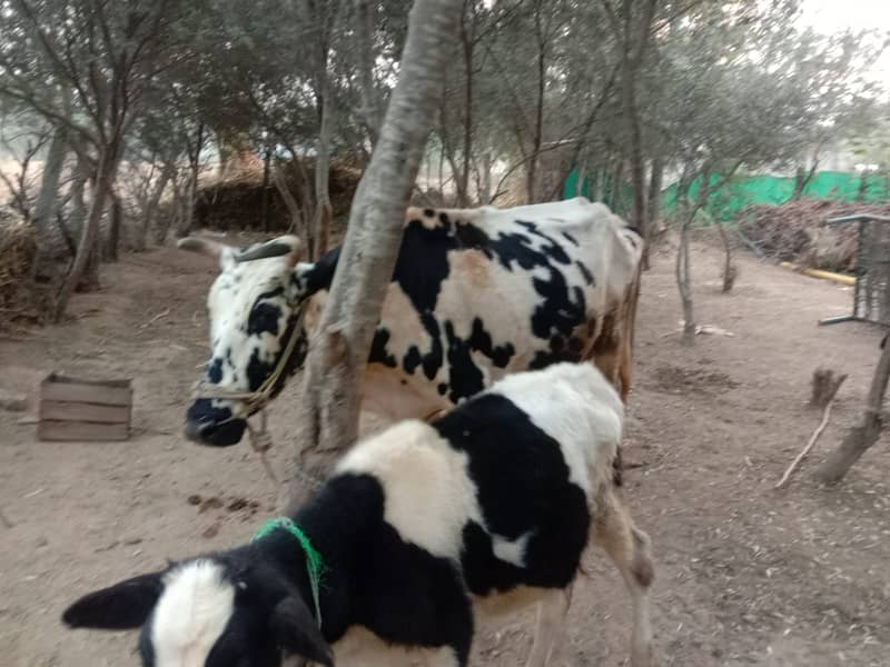 Cholistani and Jersy Cross Cows 3