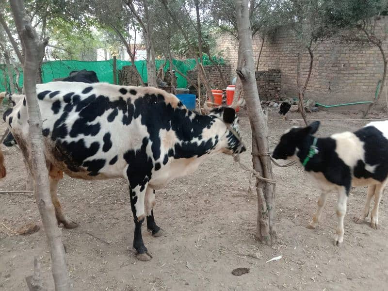 Cholistani and Jersy Cross Cows 4