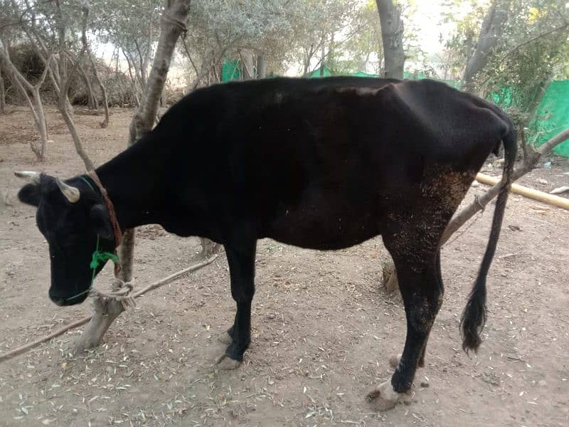 Cholistani and Jersy Cross Cows 5