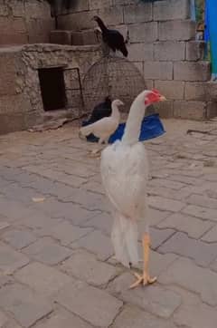 aseel hera home breed