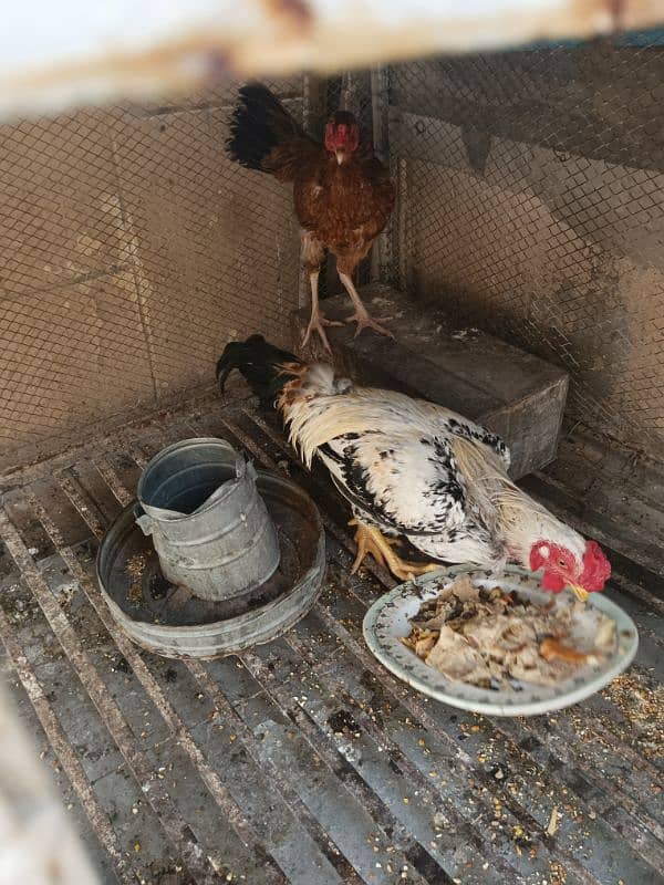 aseel hen and murga urgent sale 0