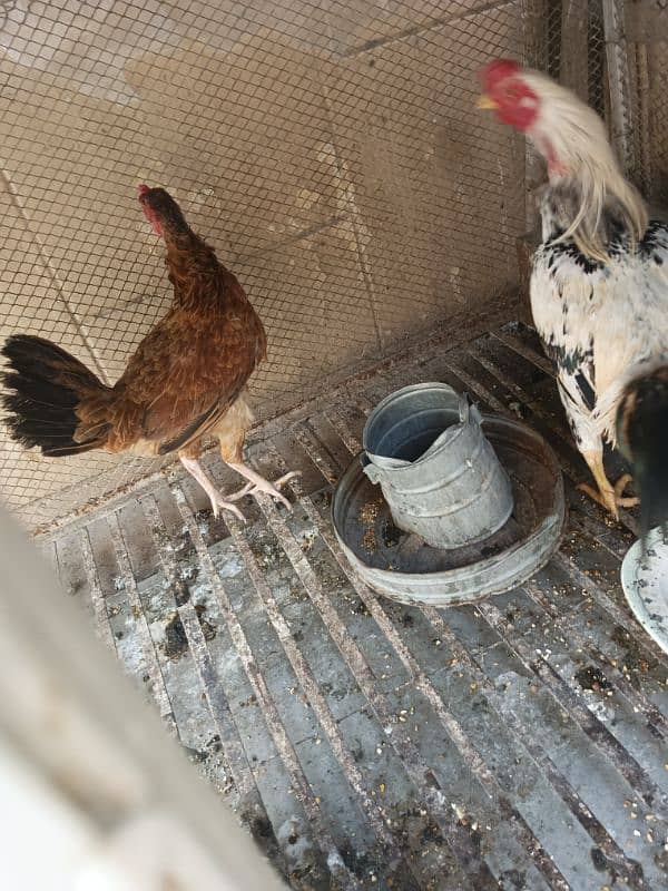 aseel hen and murga urgent sale 1