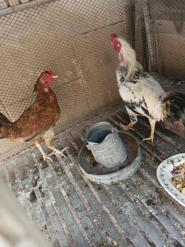 aseel hen and murga urgent sale 2