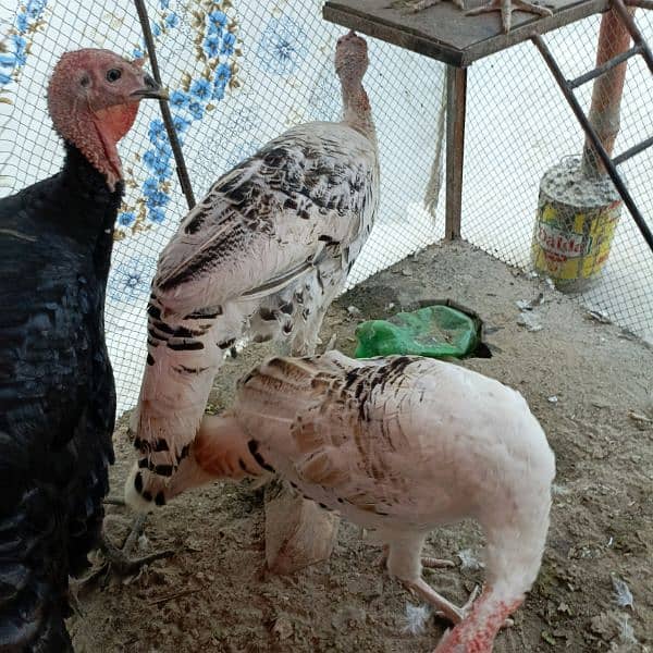 Turkey breeder pair =turkey male =turkey female 4