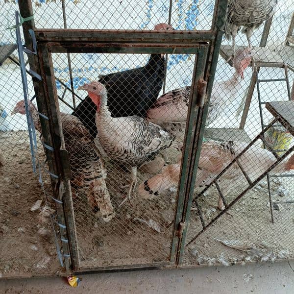 Turkey breeder pair =turkey male =turkey female 5