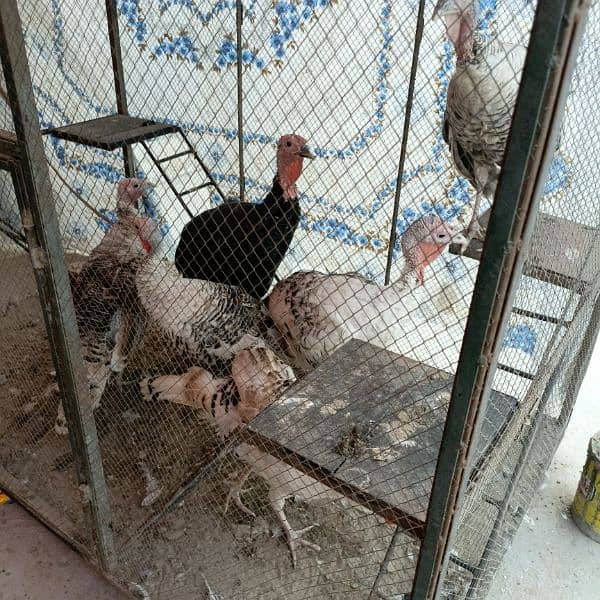 Turkey breeder pair =turkey male =turkey female 6