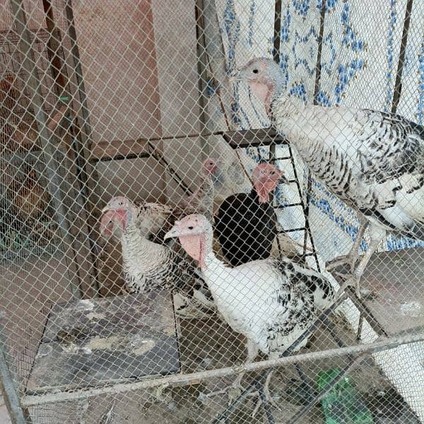 Turkey breeder pair =turkey male =turkey female 7