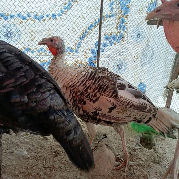 Turkey breeder pair =turkey male =turkey female 8