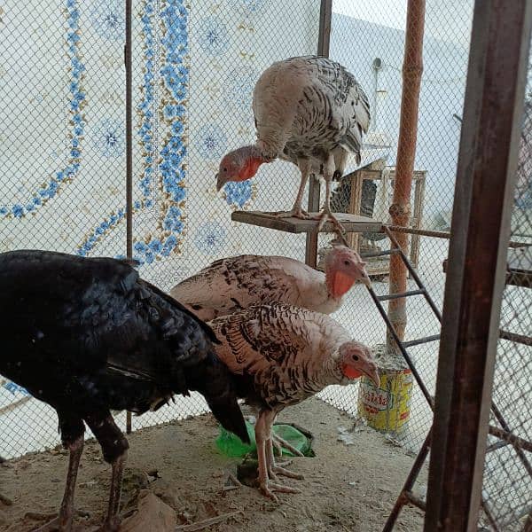 Turkey breeder pair =turkey male =turkey female 9