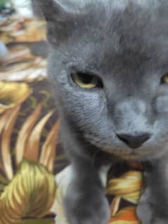 Chartreux Dark Grey Cat