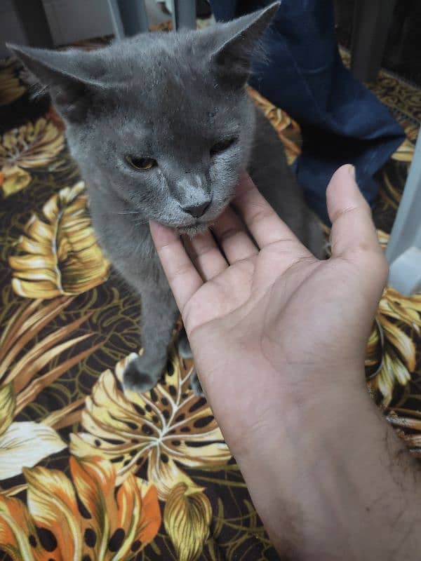 Chartreux Dark Grey Cat 1