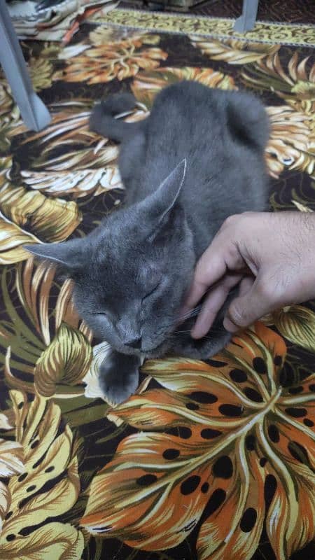 Chartreux Dark Grey Cat 2