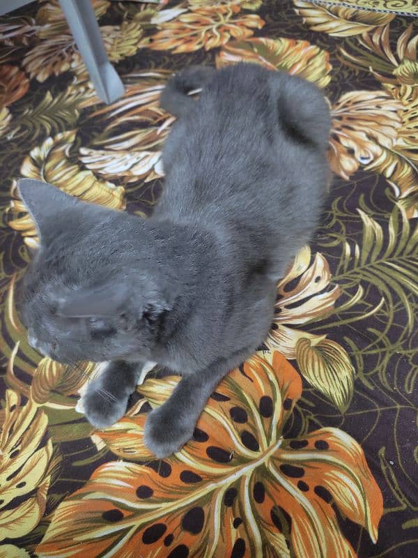 Chartreux Dark Grey Cat 3