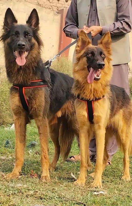 Alsheision bhagyary pior 8 month for sale sequrty dogs 0