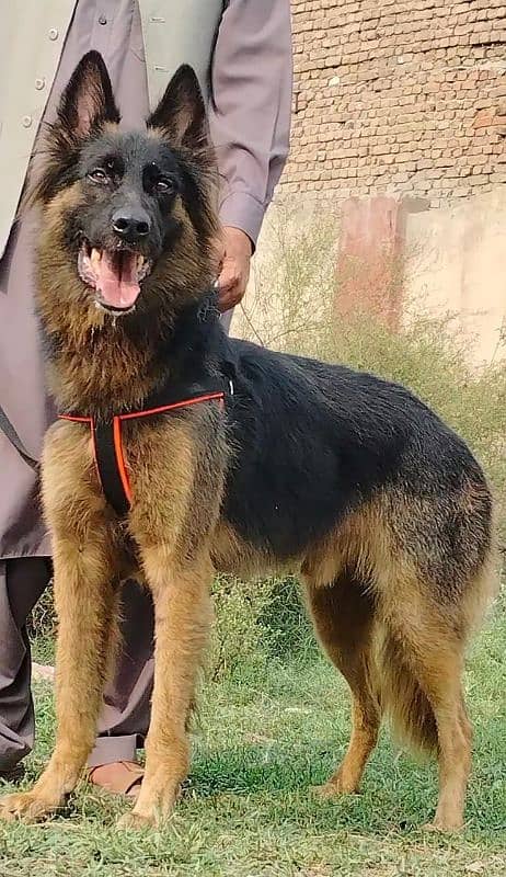 Alsheision bhagyary pior 8 month for sale sequrty dogs 2