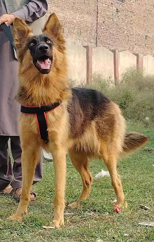 Alsheision bhagyary pior 8 month for sale sequrty dogs 3