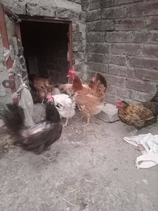 1600 finel price ha Eggs Liyuan hen urgent for sale 1