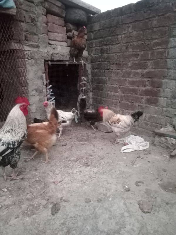 1600 finel price ha Eggs Liyuan hen urgent for sale 2