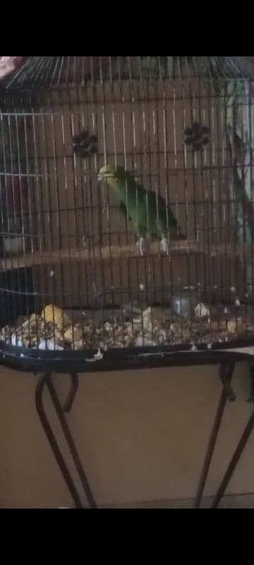 Amozon parrot for sell 1