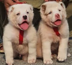 Alabai Dog pair | King Alabai Breed | Alabai Puppies