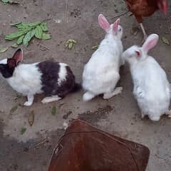 rabbits fr sale