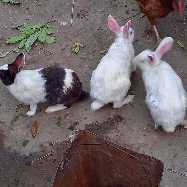 rabbits fr sale 0